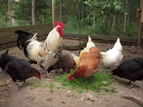 Maatiaiskanoja ja siitosmunia Paimio