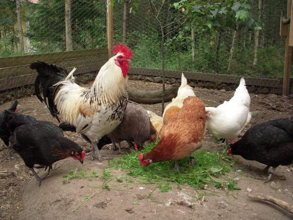 Maatiaiskanoja ja siitosmunia Paimio – foto 1