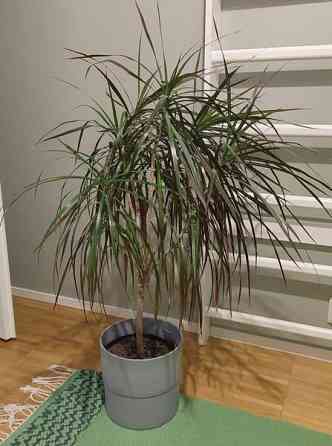 Reunustraakkipuu Nurmijärvi