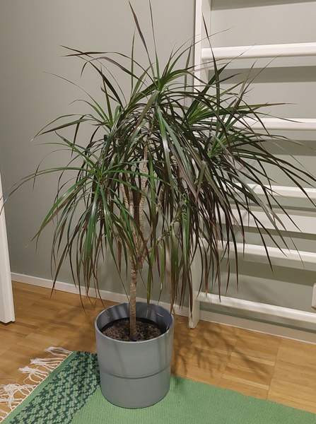 Reunustraakkipuu Nurmijaervi – foto 1