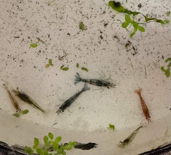 Sukarapuja neocaridina Turku - photo 1