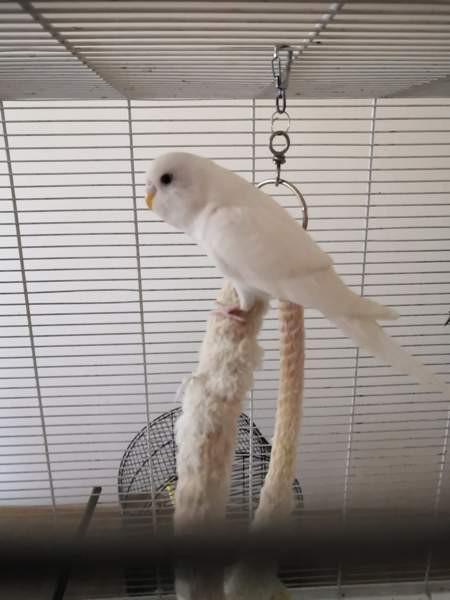 Undulaatti Vantaa – foto 4