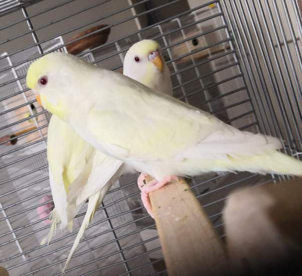 Undulaatti Vantaa – foto 3