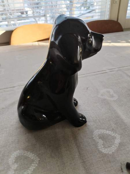 Labrarador -patsas Vaasa – foto 2