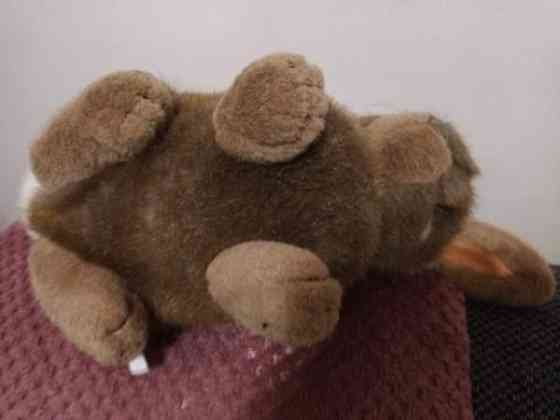 Söpö pehmo pupu Vantaa