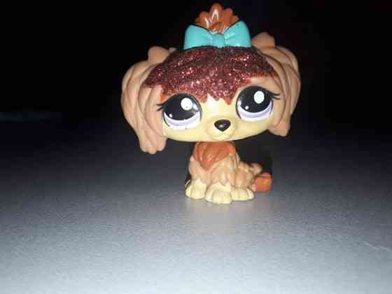 Maltankoira Jyväskylä