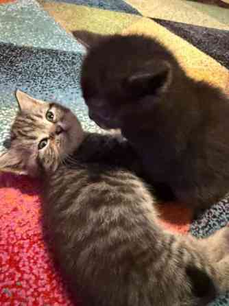 Kissanpentuja Helsinki