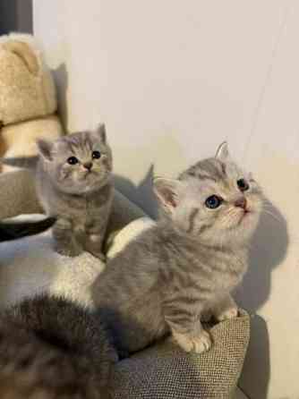 Kissanpentuja Helsinki