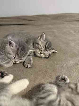 Kissanpentuja Helsinki