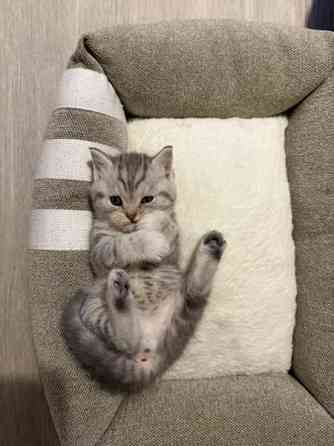 Kissanpentuja Helsinki