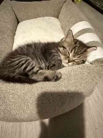 Kissanpentuja Helsinki