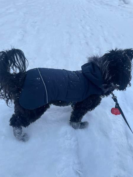 Rukka koiran toppa takki Хювинкяя - изображение 1