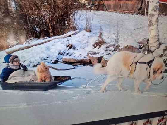 Valjaat Vetovaljaat Vetokoirallle ahkio ja valjaat Нокиа