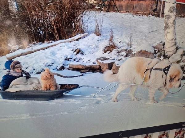 Valjaat Vetovaljaat Vetokoirallle ahkio ja valjaat Nokia - photo 1