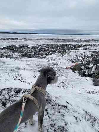 Koiran valjaat L-koko Tampere