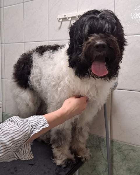 Trimmaus Helsinki - valokuva 8