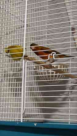 Kanaaria Lintu Helsinki