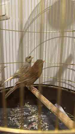 Kanaaria Lintu Helsinki