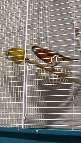 Kanaaria Lintu Helsinki - valokuva 1