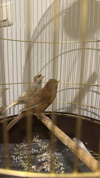 Kanaaria Lintu Helsinki - valokuva 2