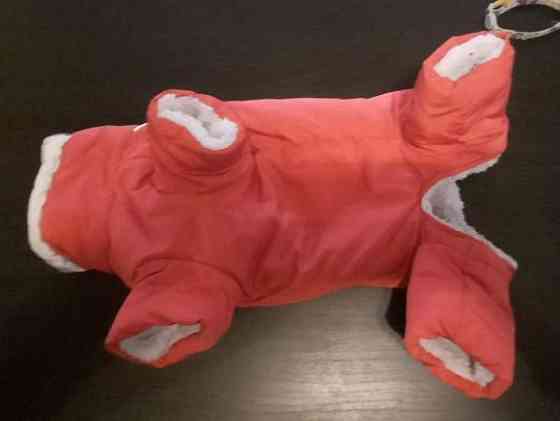 Koiran toppahaalari Alajärvi