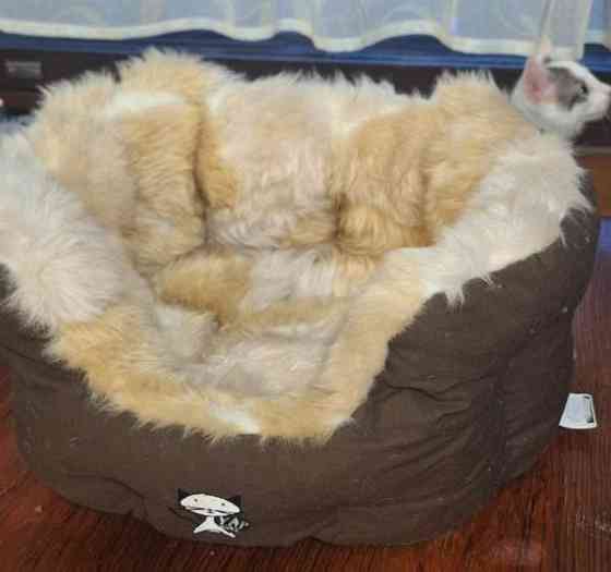 Pehmeä kissapeti Imatra