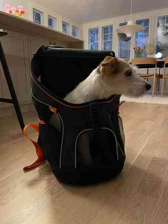 Ibiyaya Koiranreppu Parainen