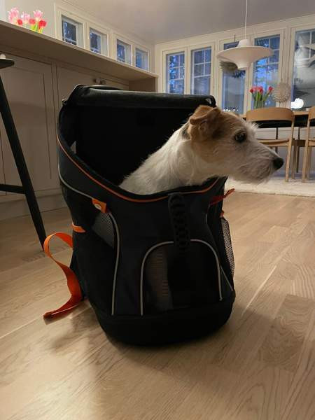 Ibiyaya Koiranreppu Parainen - изображение 5