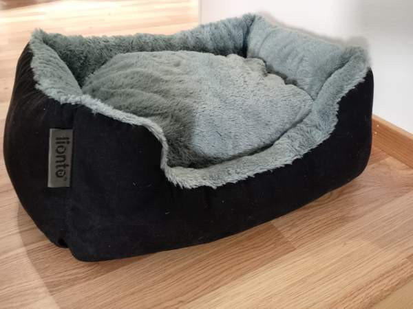 Kissanpeti Helsinki - valokuva 1