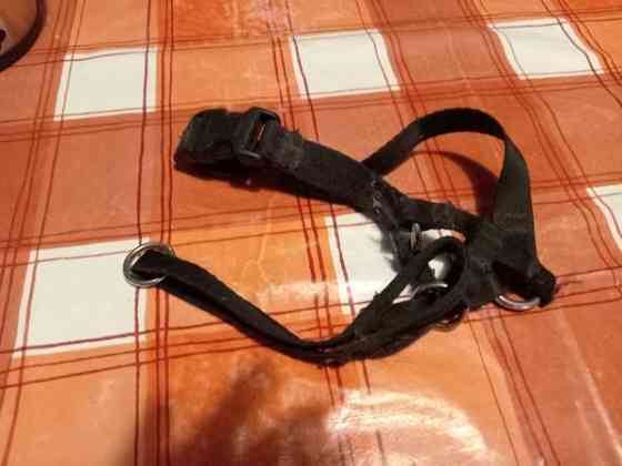 Koiran kuonopanta Kotka