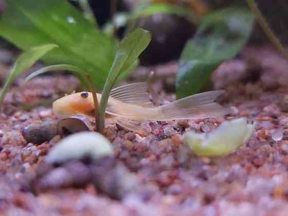 L144a ja L144 Jyvaeskylae