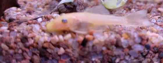 L144a ja L144 Jyvaeskylae