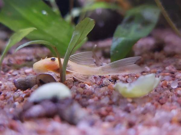 L144a ja L144 Jyvaeskylae - photo 1