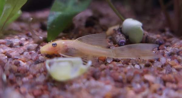 L144a ja L144 Jyvaeskylae - photo 2