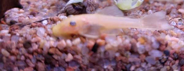 L144a ja L144 Jyvaeskylae - photo 3