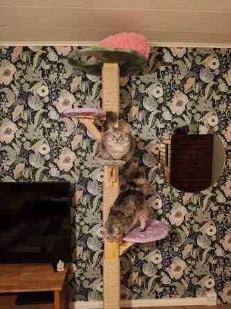 Kissojen kiipeilypuu Salo