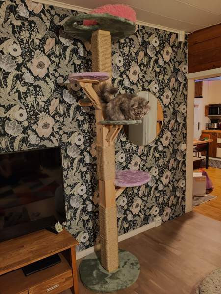 Kissojen kiipeilypuu Salo - photo 1