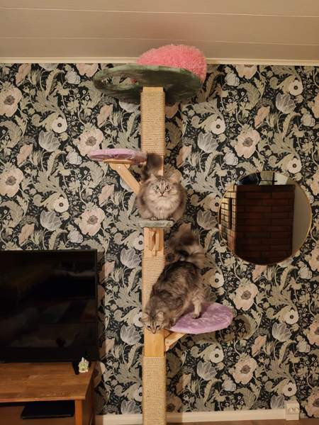 Kissojen kiipeilypuu Salo - photo 2