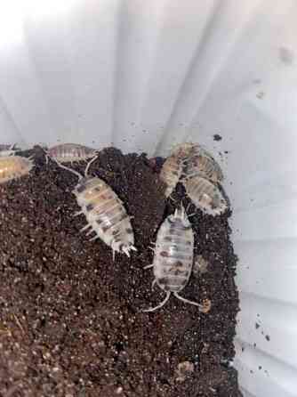 Porcellio laevis ”dairy cow” siiroja Vantaa