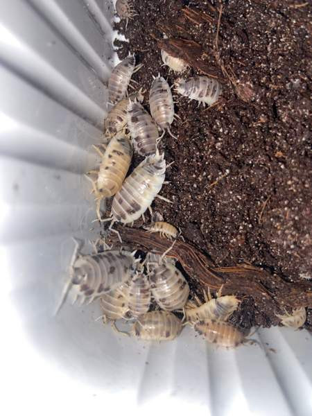 Porcellio laevis ”dairy cow” siiroja Vantaa – foto 2