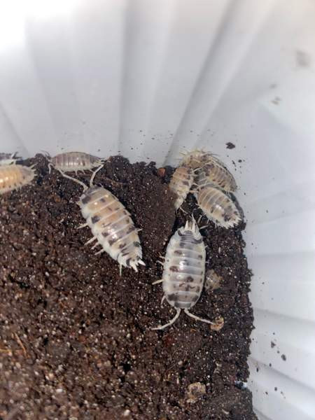 Porcellio laevis ”dairy cow” siiroja Vantaa – foto 1