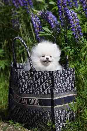 Valkoinen Pomeranian tyttö 3 v. Tampere