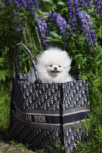 Valkoinen Pomeranian tyttö 3 v. Tampere – foto 1