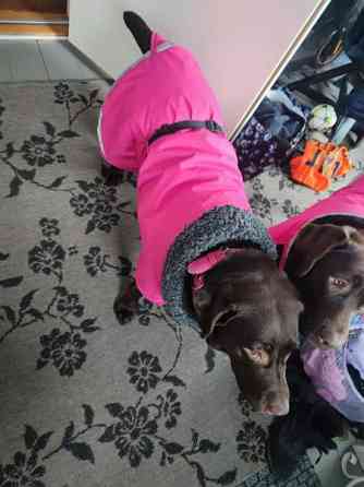 Toppa Pomppa 65cm Kotka