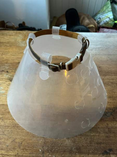 Koiran kauluri Haemeenlinna – foto 1