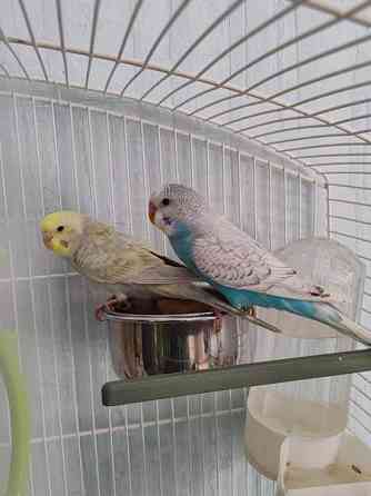 Undulaatteja Ruovesi