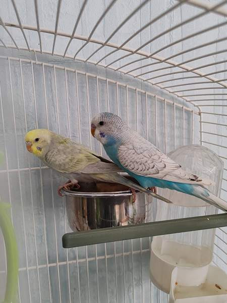 Undulaatteja Ruovesi - photo 1