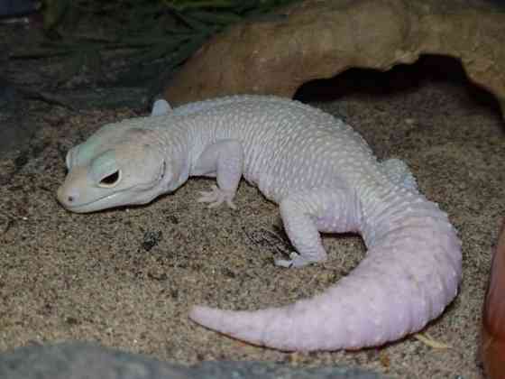 Leopardigekko Saarijärvi