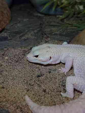 Leopardigekko Saarijärvi