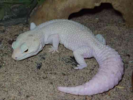 Leopardigekko Saarijärvi